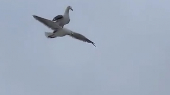 Une mouette vole sur ... une mouette !