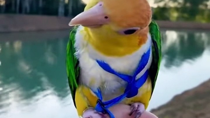 Baby Animals  Funny Parrots And Cute Birds Compilation (2020) Loros Adorables Recopilación #26