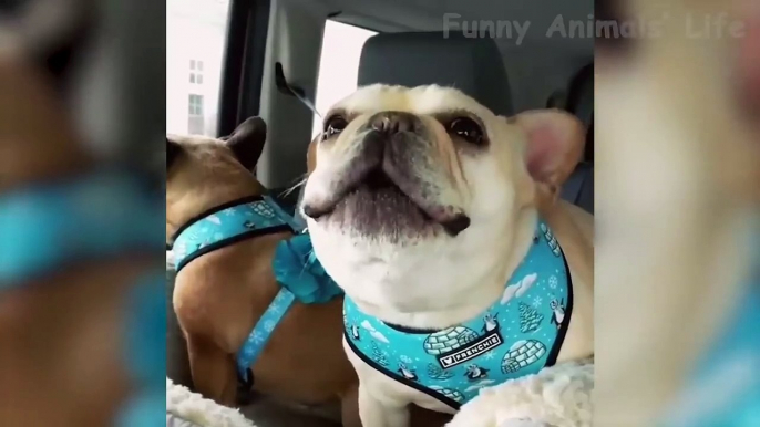 Funny Cats And Dogs Reactions   Try Not To Laugh