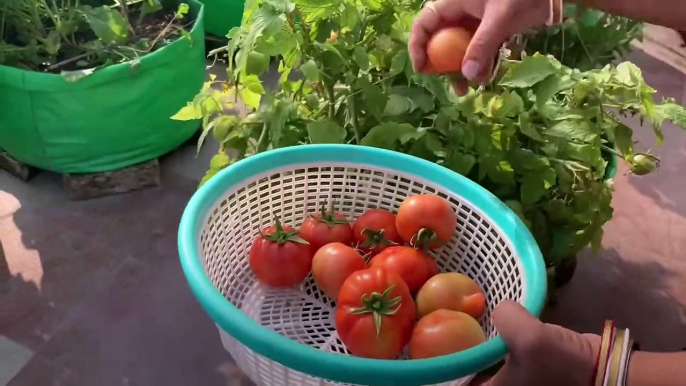 Biggest Harvesting Of Organic Winter Vegetables  From My Rooftop Vegetable Garden In 2021