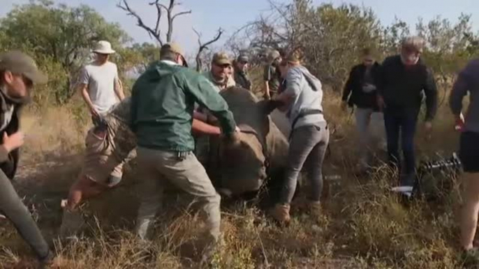 Sudáfrica protege a sus rinocerontes de los traficantes