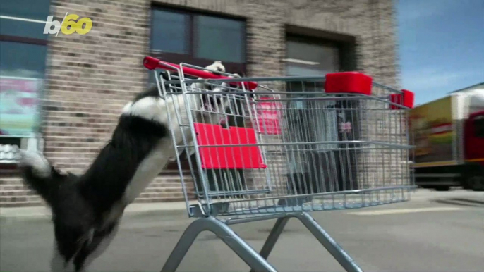 Top Dog! Check Out This Russian Dog Doing Various Tricks While on His Hind Legs!