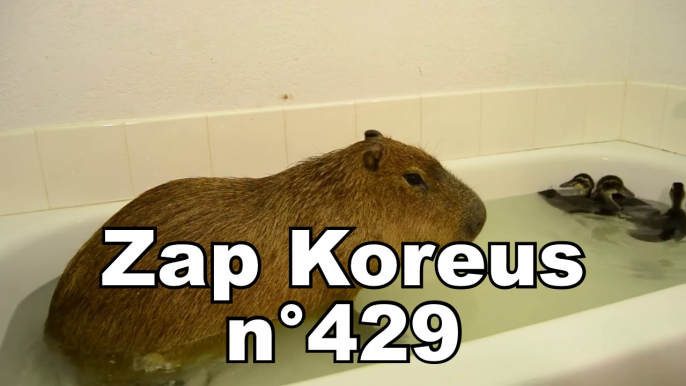 Zap Koreus n°429