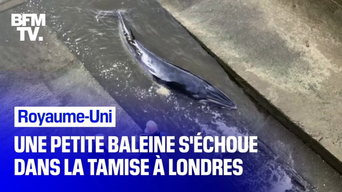 Royaume-Uni: une baleine a été retrouvée échouée dans la Tamise à Londres