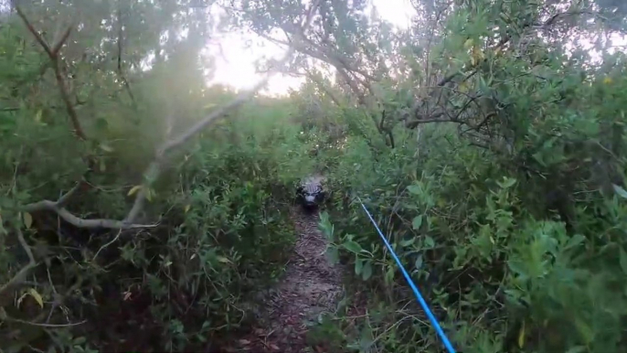 Ce pecheur se fait chasser par un alligator : moment flippant