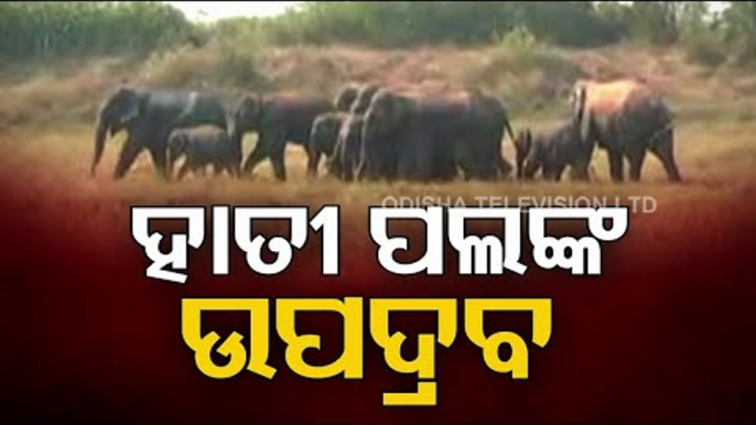 Elephant Herd Wreaks Havoc At Surala Block In Ganjam District