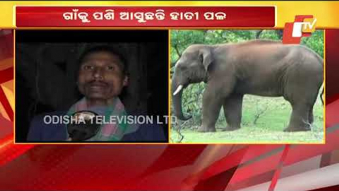 Elephant Herd Wreaks Havoc In Oupada Block Of Balasore District