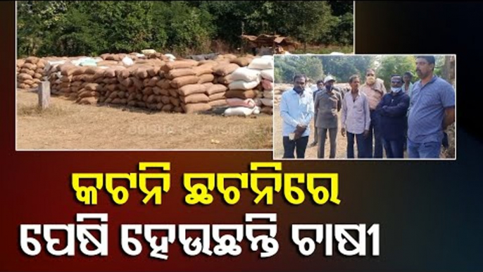 Farmers Distressed Over 'Katni Chhatni' In Paddy Procurement In Kalahandi