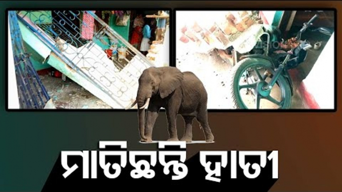 Elephant Herd Wreaks Havoc, Damage Houses & Crops In Mayurbhanj