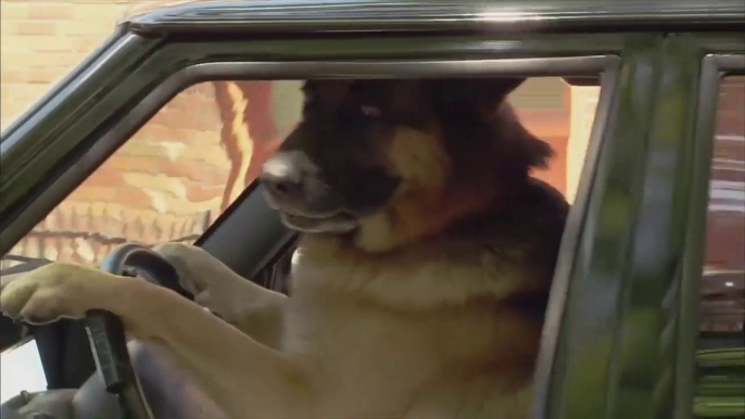 Prank a dog professionally driving a car wow, you won't expect people's reaction