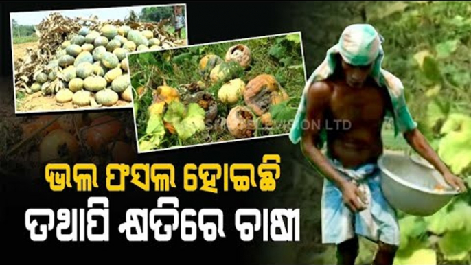 Special Story | Vegetable Farmers Suffer Due To Distress Sale In Odisha