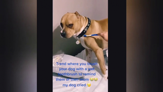 funniest & cutest pitbulls puppies - funny  pitbull video episode 1#