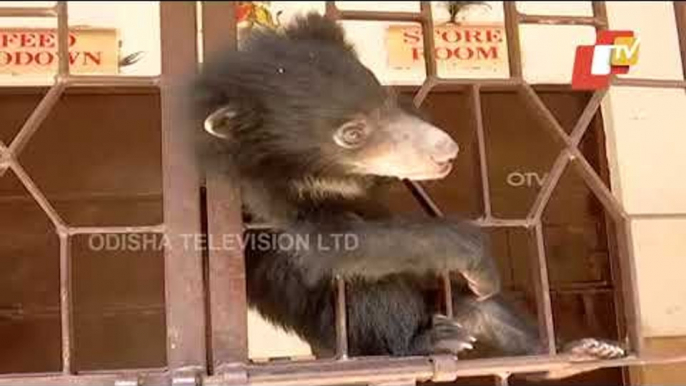 2-Month Old Bear Cub 'Rafale' Is Winning Hearts With Playful Activities in Sambalpur