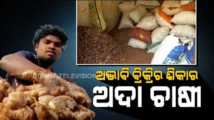 Special Story | Despite Bumper Produce, Ginger Farmers In Koraput  Forced To Go For Distress Sale