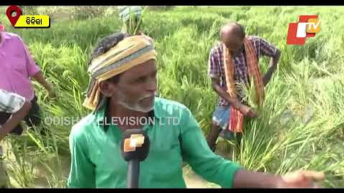 Herd Of Wild Elephants Wreaks Havoc In Binika, Sonepur