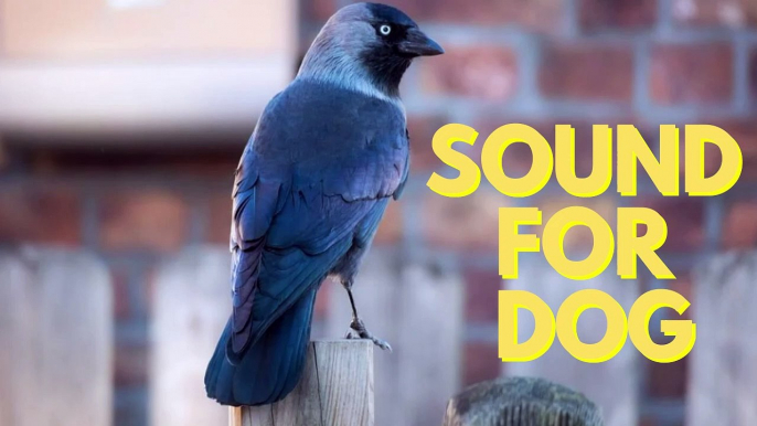 Crow Sounds For Dogs Video By Kingdom Of Awais