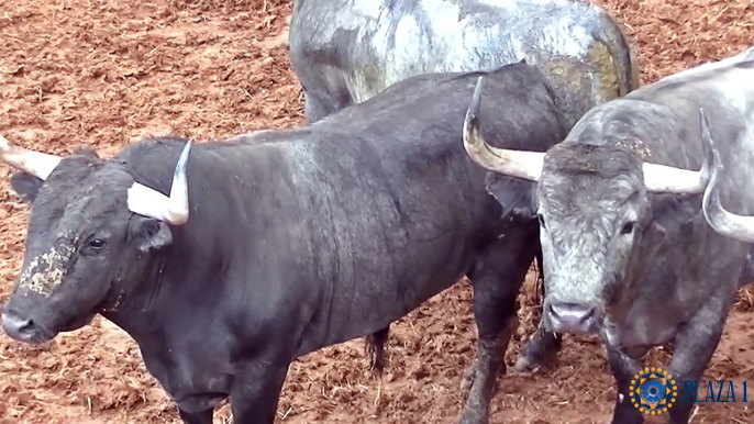 ᐈDébarquement ❤ Corrida Toros➜Valencia, 【Bous a la Mar Denia】Toro Raton ✓Toros para todos Canal Sur✓Toros Bravos, Toros Cerriles☎️Toros Embolados, Toros de corro,Gas Gas Gas, Toros Capones, El Toro en el Campo, Desencajonadas de toros, Concursos de Artes,