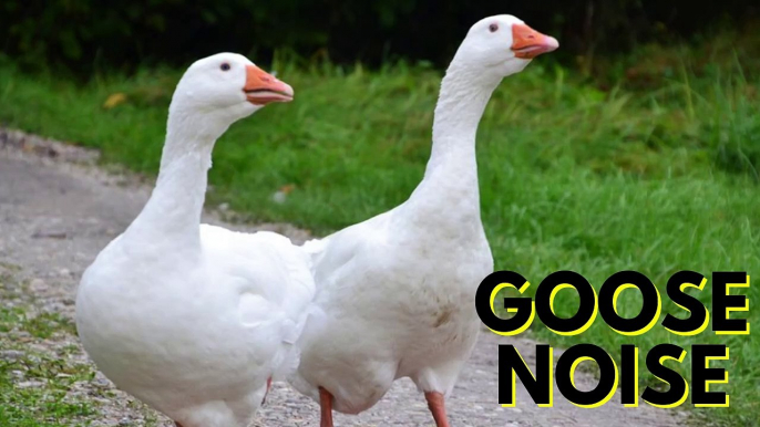 White Goose Noises For Dogs Video By Kingdom Of Awais