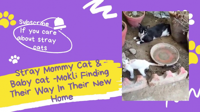 Stray Mommy Cat & baby cat -Mokli Finding Their Way In Their New Home- Sounds/Meow that attract cats