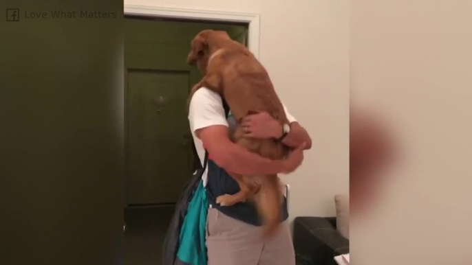 Questo cane è euforico per il ritorno del suo padrone!