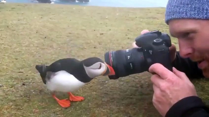 Un oiseau curieux vient toucher l'appareil photo du photographe ! Macareux - Puffin