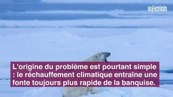 La disparition des ours polaires serait inévitable