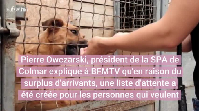 60 000 ans animaux abandonnés cet été, la SPA arrive à saturation