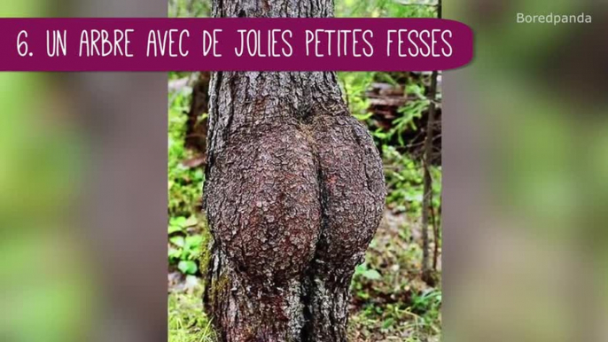 10 arbres qui ressemblent à tout... sauf à des arbres !