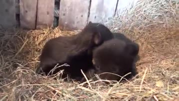 Deux bébés ours trop mignons