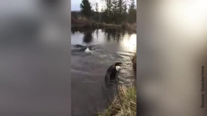 Ces deux aigles sont sauvés de justesse...