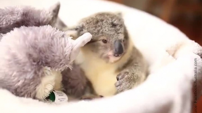 Un koala trop mignon