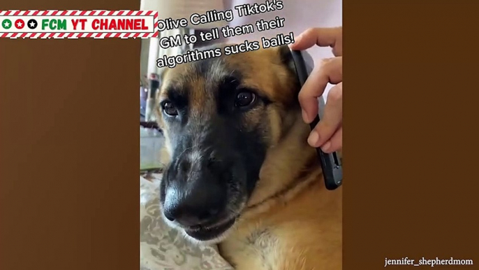 Funniest German Shepherd Dog Videos Ever Compilation 2021