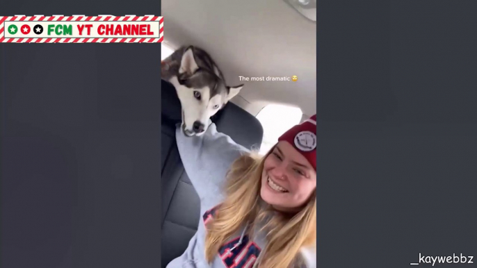 Let's live a life full of energy like a Husky Dog - Funny Husky Videos 2021