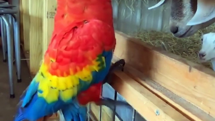 Baby Animals . Funny Parrots and Cute Birds Compilation (2021) Loros Adorables Recopilación