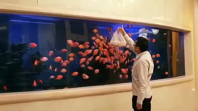 Ces poissons savent bien ce qu'il y a dans le sac... miam miam