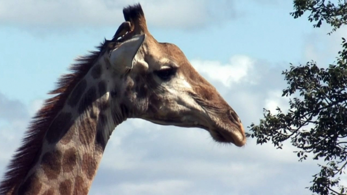 African Wildlife Documentary Hindi अफ्रीकी वन्य जीवन हिन्दी (HD) Ep - 4