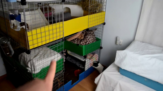 ROOM TOUR JAULA COBAYAS CYC DE TRES PISOS MAYO 2021 | GUINEA PIGS C&C CAGE TOUR | CUYO, COBAYO