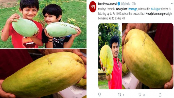 Noorjahan Mango Costs ₹ 1,000 Per Piece|Madhya Pradesh | Oneindia Telugu