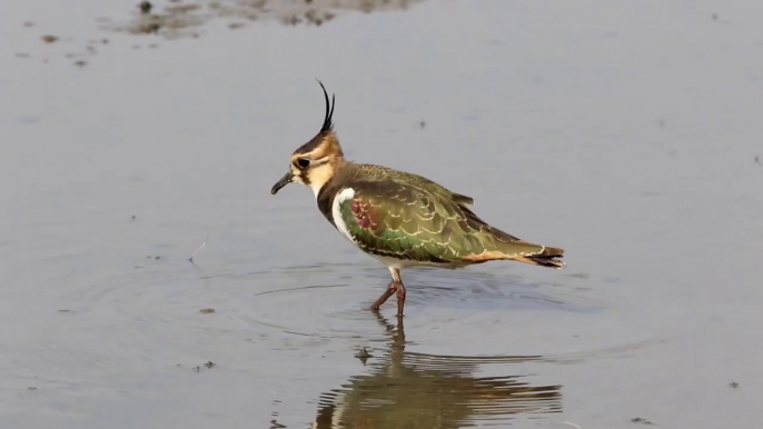 Northern lapwing is looking for food