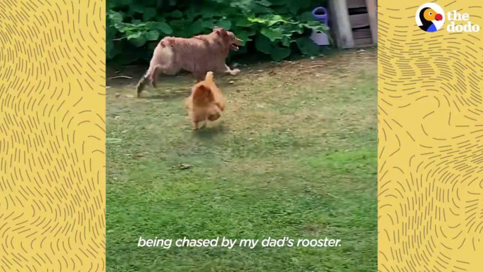 Rooster Loves Chasing This Big Dog  _ The Dodo Odd Couples # ANIMAL LOVERS