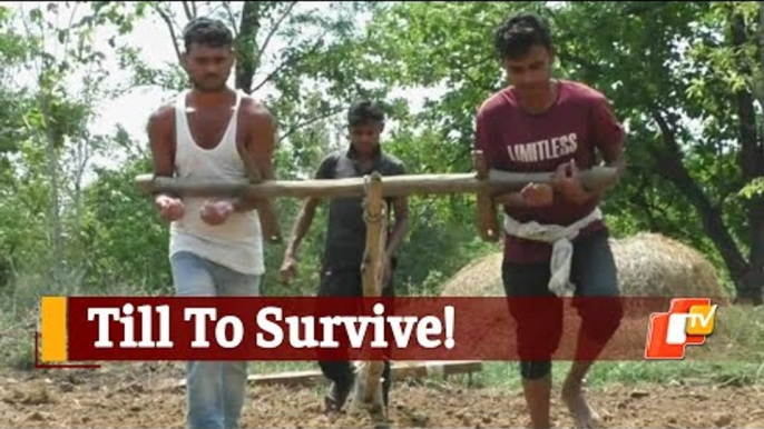 Unable To Buy Bullocks, Odisha Farmers Drag Plough With Bare Arms | OTV News