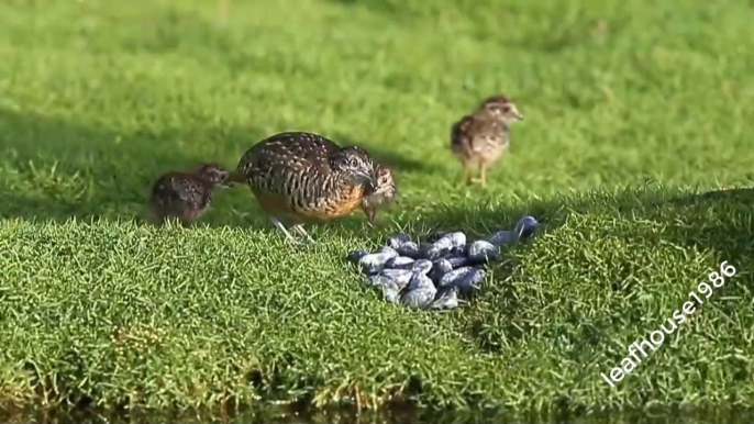 Quail - quail eating ant