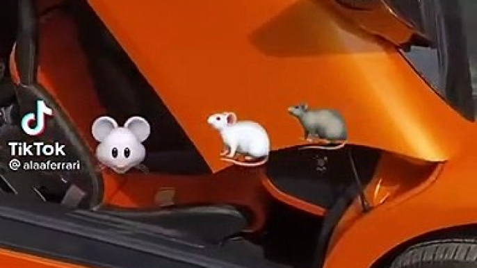 Les souris aussi adorent les Lamborghini Gallardo