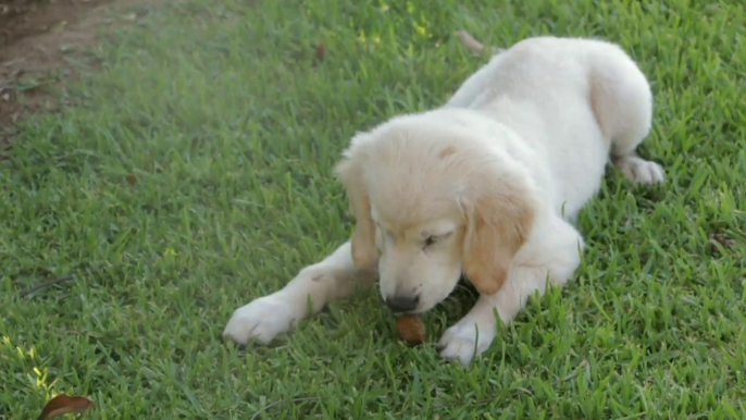 Cute a Cute Dog's I Human Best Friend's Dog I Respect and Care