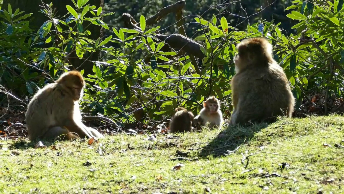 Collaboration of Monkey  Video #animallovers