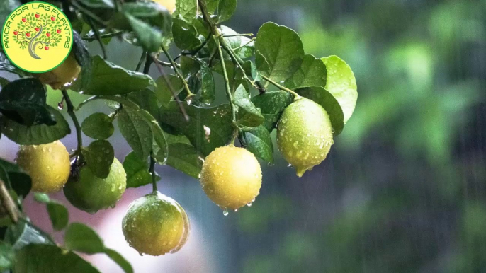 Como GERMINAR semillas de LIMoN RÁPIDO _5 días _  PASO A PASO