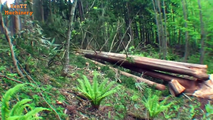 Amazing Skill This Man Cutting Big Tree - Felling Tree Chainsaw Verry Easily