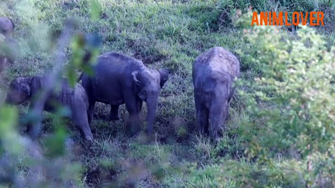 Best animal video, wildlife video, wildlife animal video, Elephant funny videos, wild elephants video, funny videos,