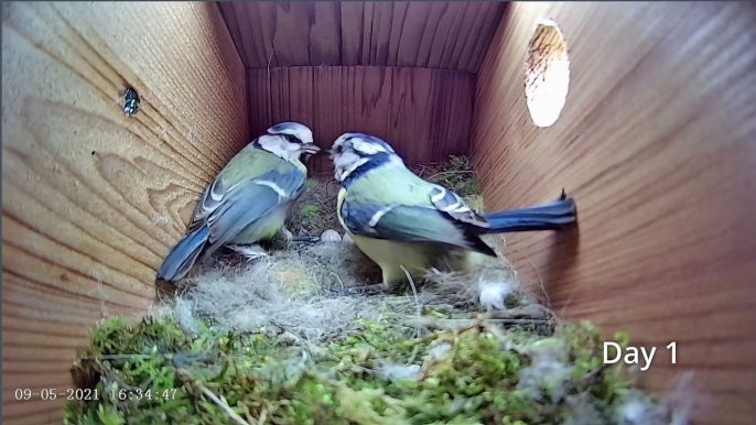 First Egg Hatching to Chicks Fledging - 21 days in 21 mins - BlueTit nest box camera highlights 2021