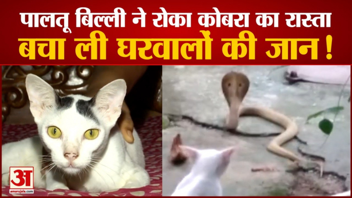 Pet Cat Saves Life Of Family Members From King Cobra | आधे घंटे तक रोके रखा सांप का रास्ता